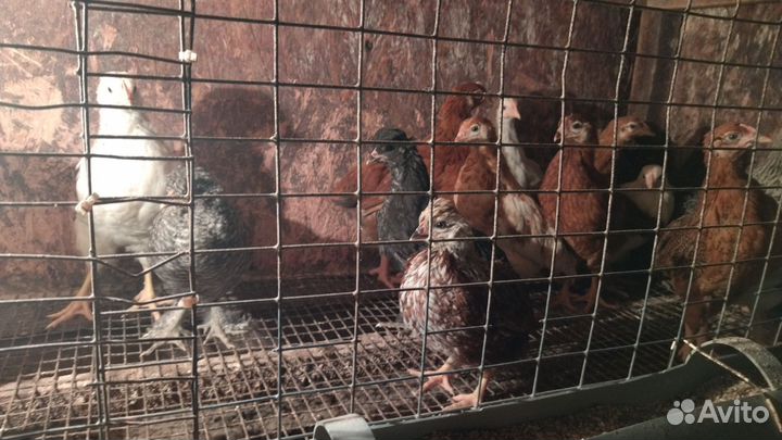 Цыплята домашней несушки