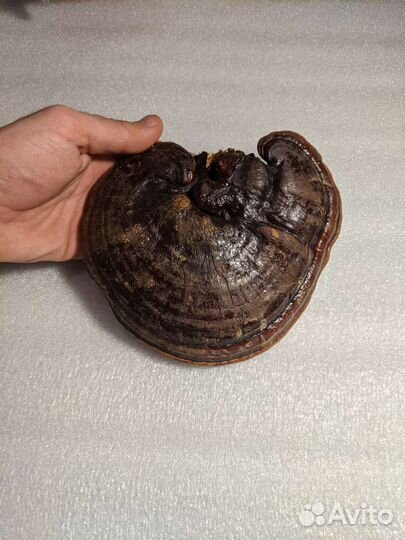 Рейши, трутовик лакированный (Ganoderma lucidum)