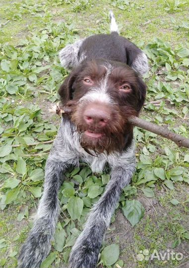 Щенки Дратхаара