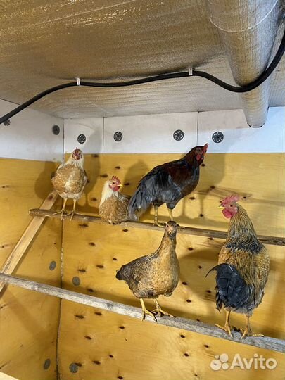 Молодые петушки