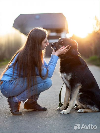 Собака в добрые руки