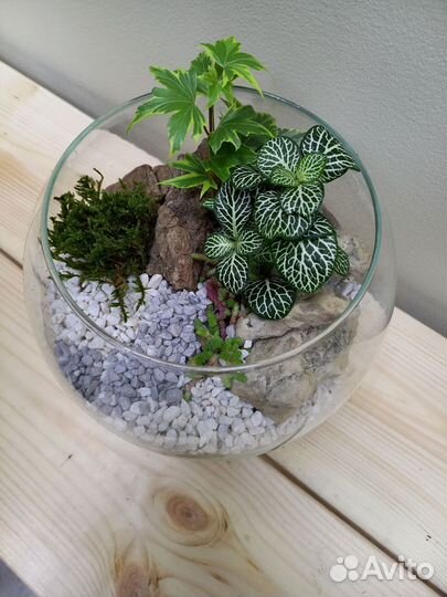 Флорариум суккуленты