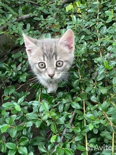 Котята в добрые руки бесплатно