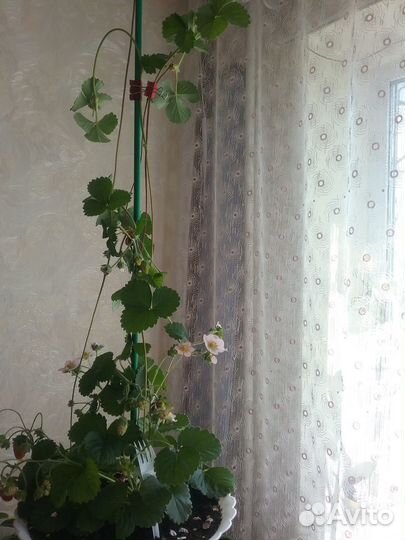 Клубника ампельная