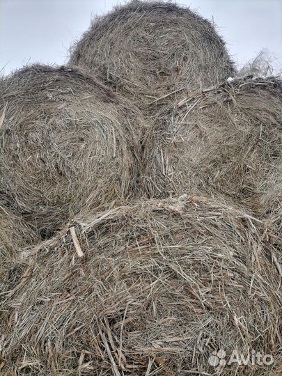 Сено в тюках 300-350 кг