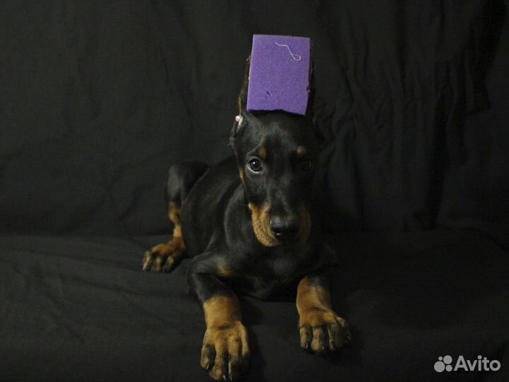 Щенки добермана