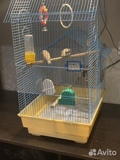 Амадины