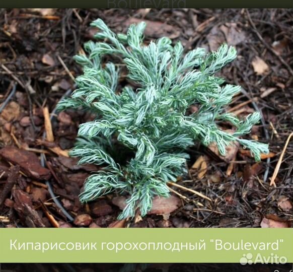 Саженцы хвойных растений