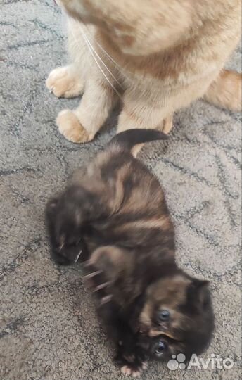Шотландский котенок девочка