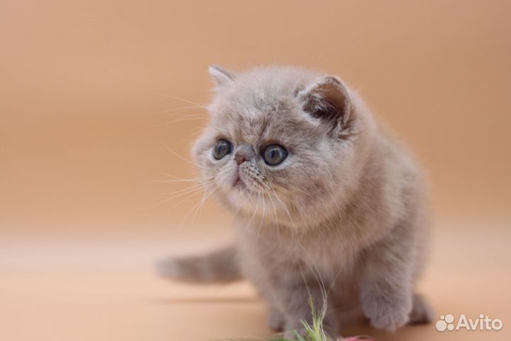 Котик экзот резерв