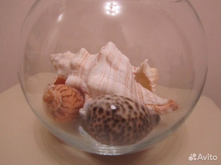 Ваза с ракушками