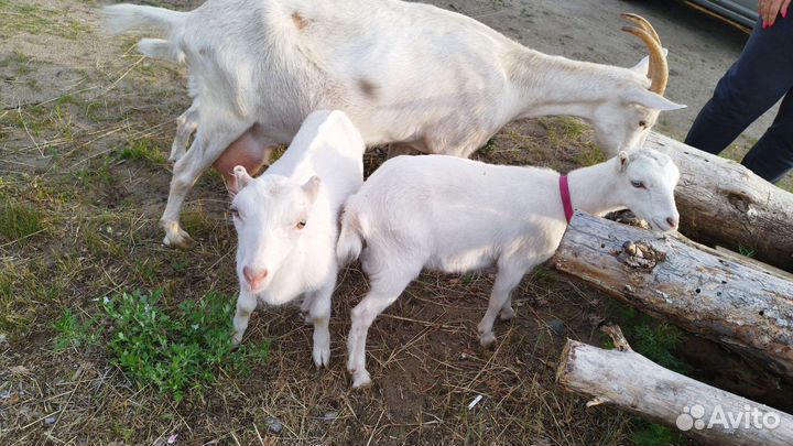 Козлята