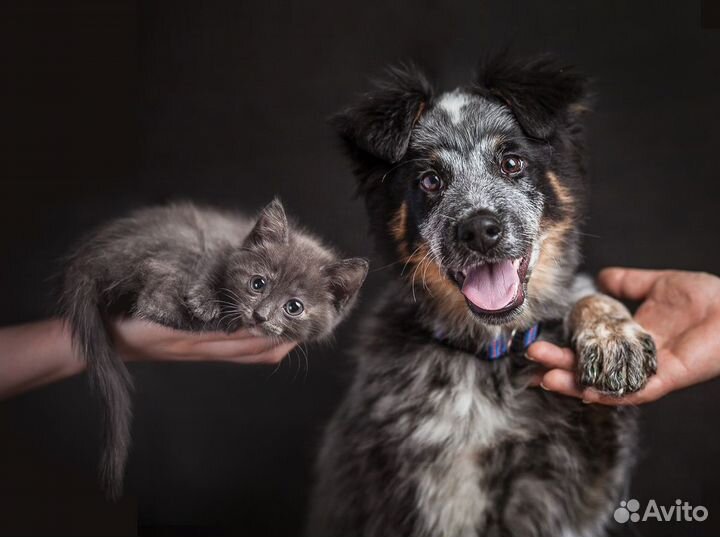 Фотограф анималист/ фотосъемка животных