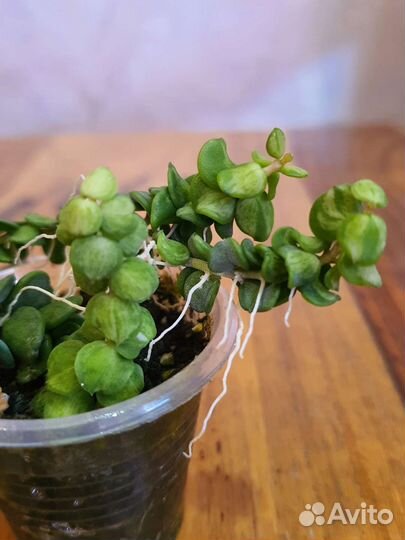 Дисхидия Nummularia var, Nummularia Silver leaves