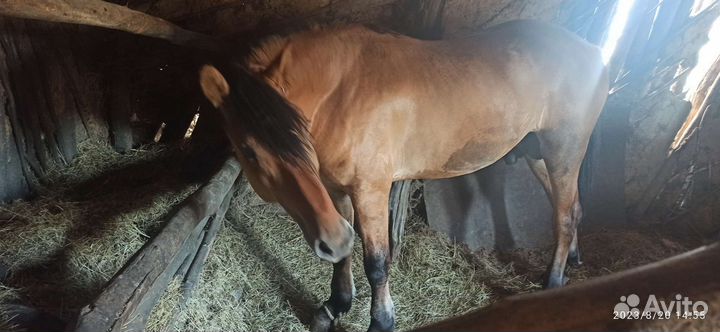 Кабыла, тёлки, жеребец