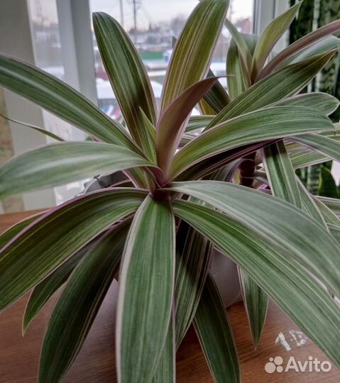 Рео полосатый, традесканция, аглаонема, циперус