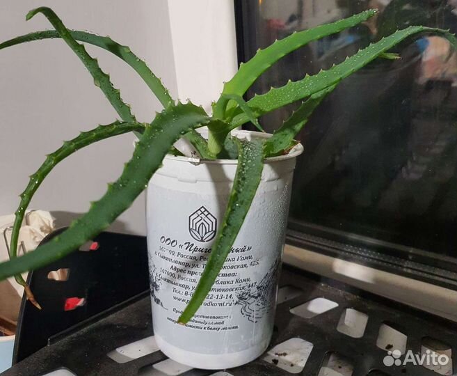 Алоэ