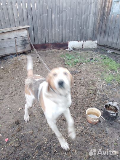 Отдам охотничью собаку