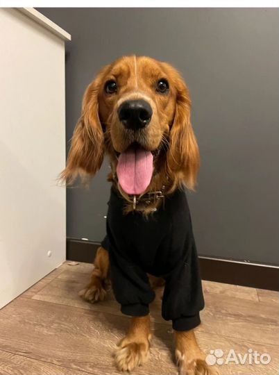 Свитшот для собак средних пород. Размер 40