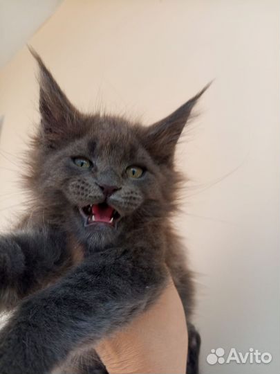 Девчата шикарные