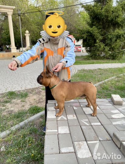 Вязка с французским бульдогом