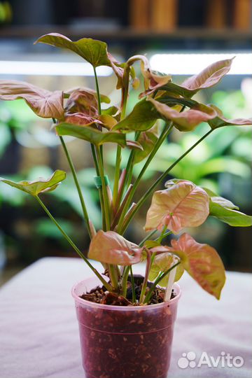 Сингониум Neon Pink