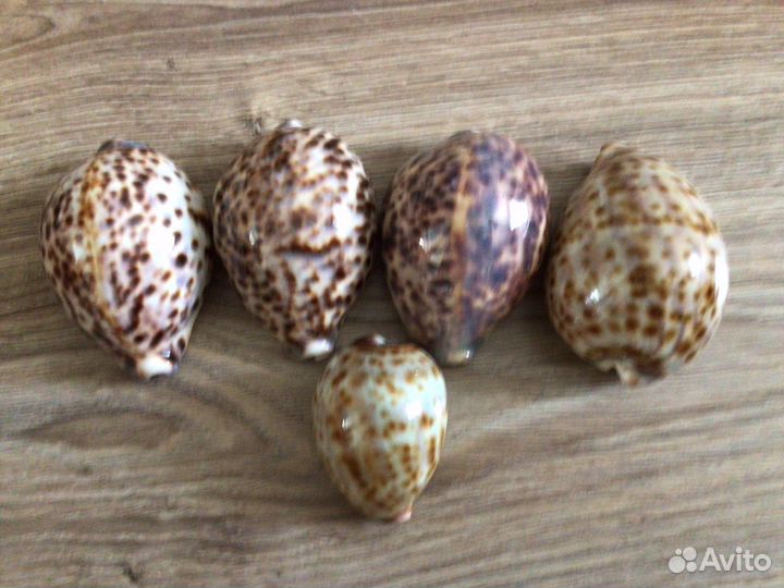 Морские ракушки раковины