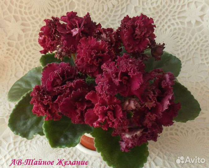 Детки сортовых фиалок