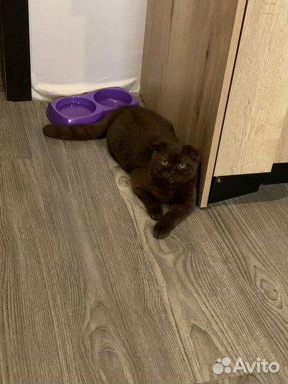 Шотландская вислоухая