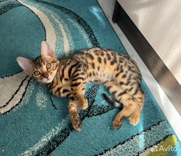 Бенгальская кошка