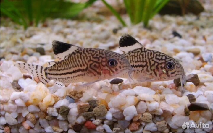 Продаются сомы Коридорасы - пылесосы аквариумов