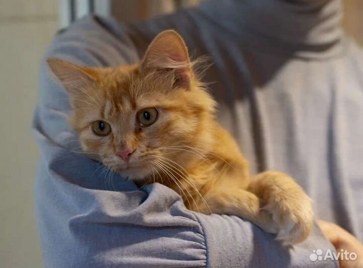 Ласковый рыжик Посс в поисках дома