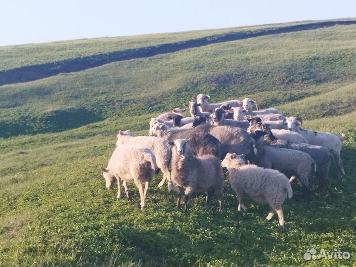 Овцы бараны