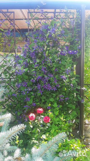 Многолетние излишки сада