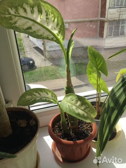 Комнатные цветы Диффенбахия