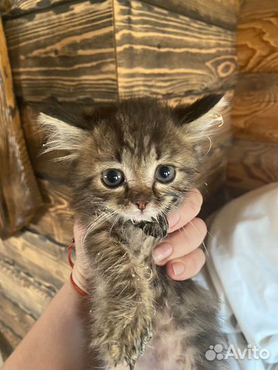 Кошка в дар