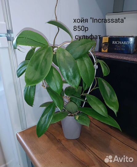 Хойя Incrassata