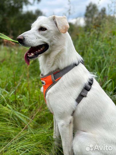 Миниатюрная Кейси ждёт вас на прогулку