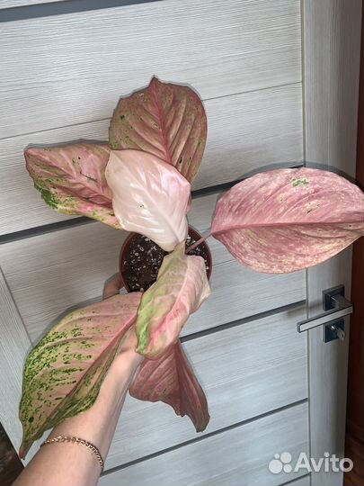 Аглаонема бидадари, престиж, дарк стар