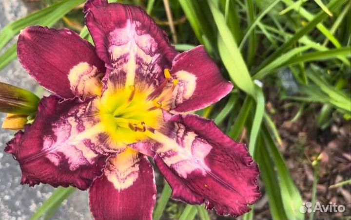 Лилейники калейдоскопные с 