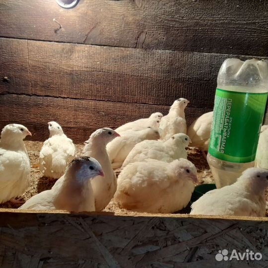 Перепела продажа