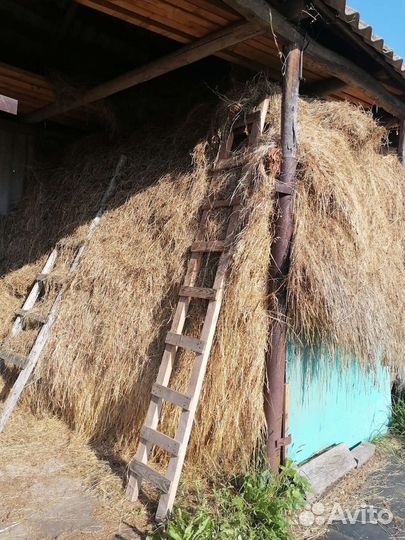 Сено рассыпное луговое. 2023 г