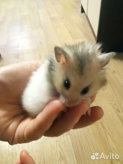 Сирийские хомячки малыши