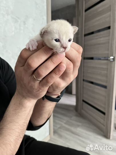Котята европейской бурмы
