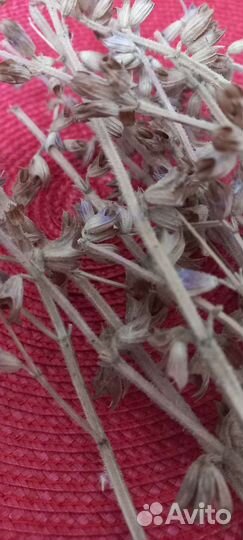 Шалфей. Сухоцвет