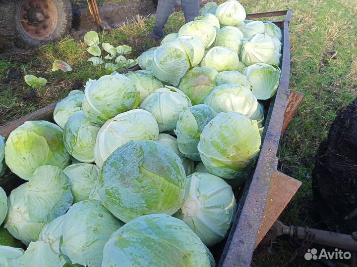 Капуста белокочанная