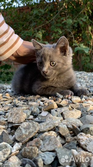 Невероятный котенок