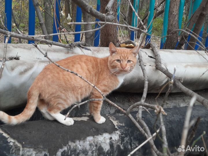 Ряжик в добрые руки