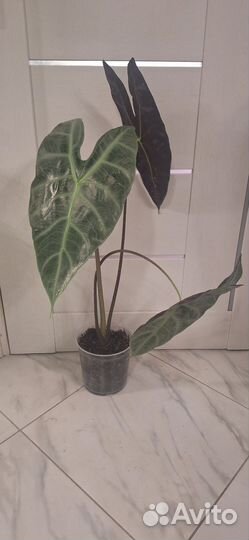 Алоказия Лонгилоба Сильвер (Кортхалси Грандис)