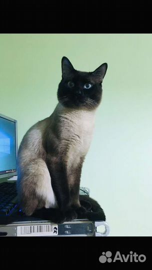Тайский кот на вязку